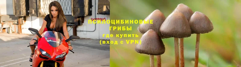 Галлюциногенные грибы Magic Shrooms  МЕГА зеркало  Игра  где купить наркоту 